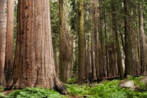 bosque sequoias