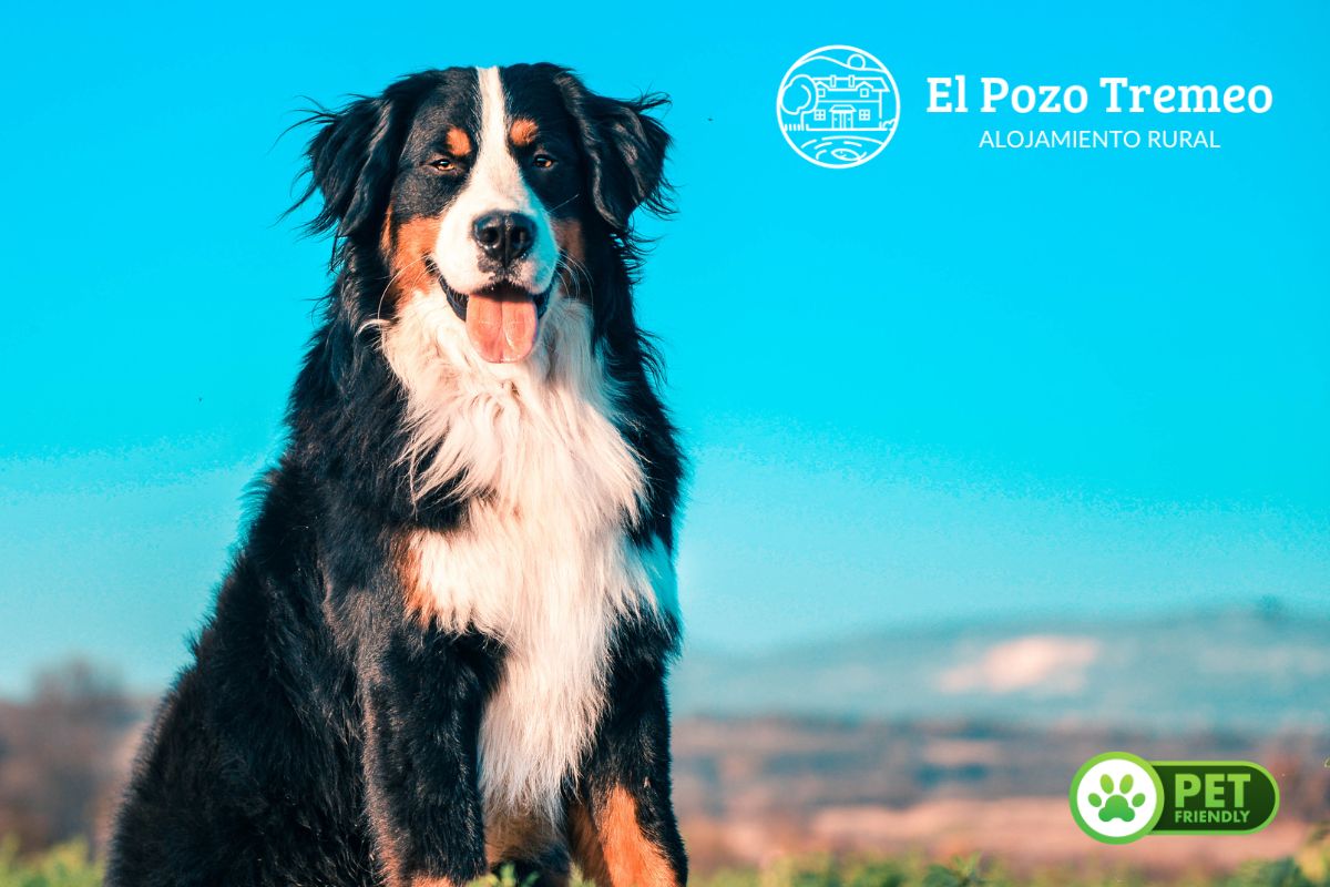 Casas rurales que admiten mascotas en Cantabria